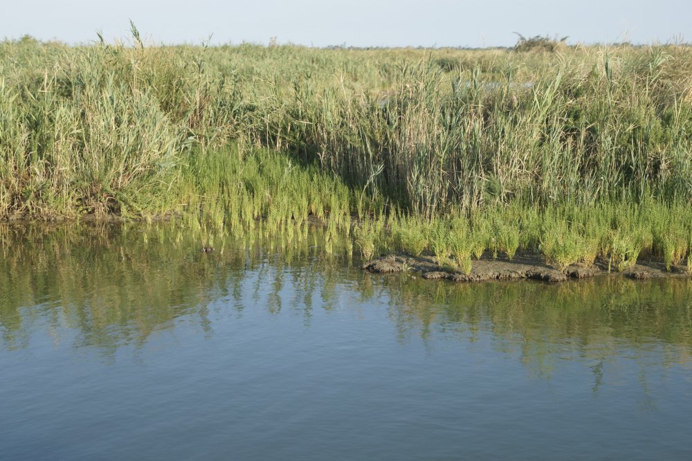 Comacchio